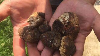 фото: трюфелі у руках – вирощування трюфелів вдома