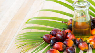 фото: пальмова олія