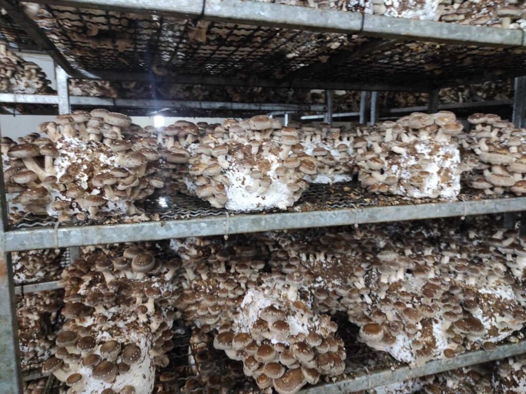 фото: гриби шиїтаке – вирощування грибів удома