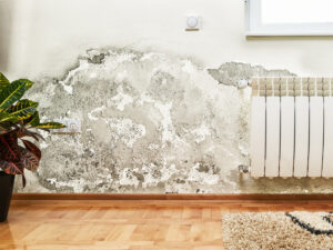 фото: цвіль на стіні у будинку